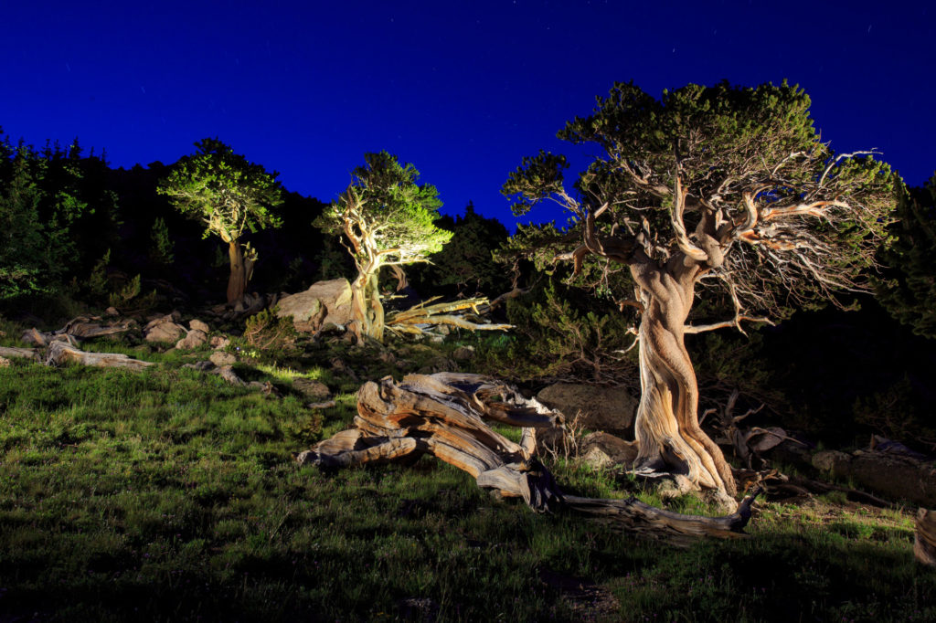three bristlecone pine trees surrounded by grass on a mountain top at night with spotlights shining on them, by Matt Staver