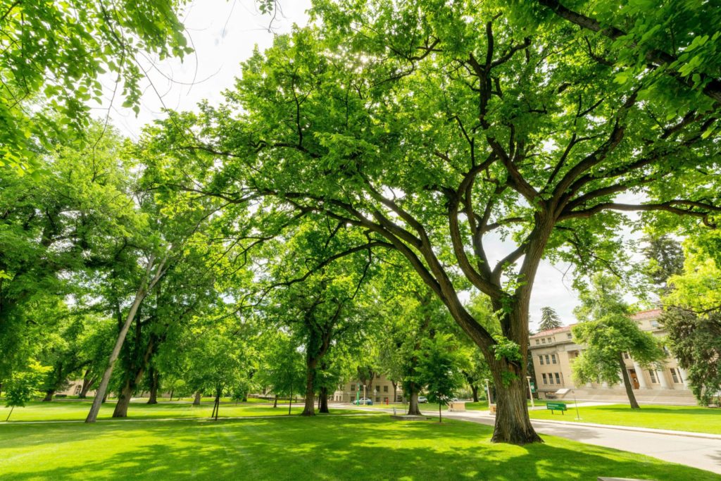 CSU Oval in the summer